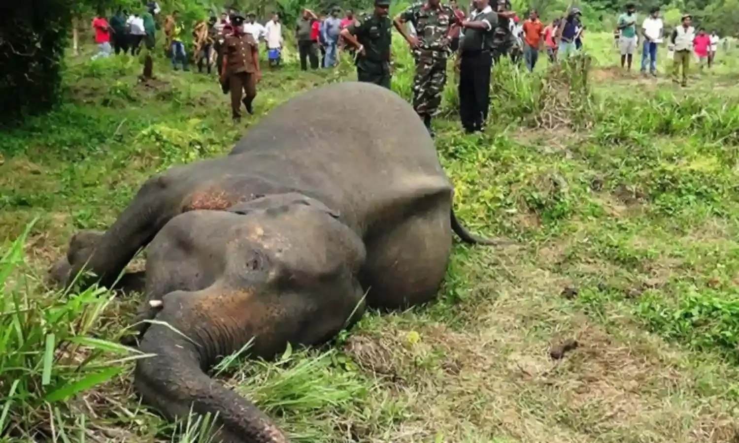 Human-elephant conflict exacts a heavy toll in Sri Lanka