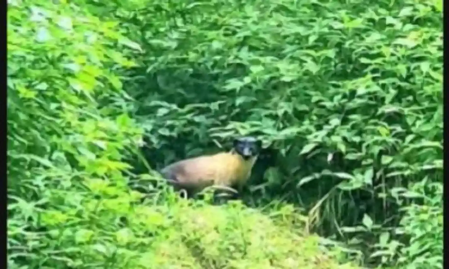 The Puranikoti Diaries - If Only I Could Count! The Puranikoti Diaries - If Only I Could Count!