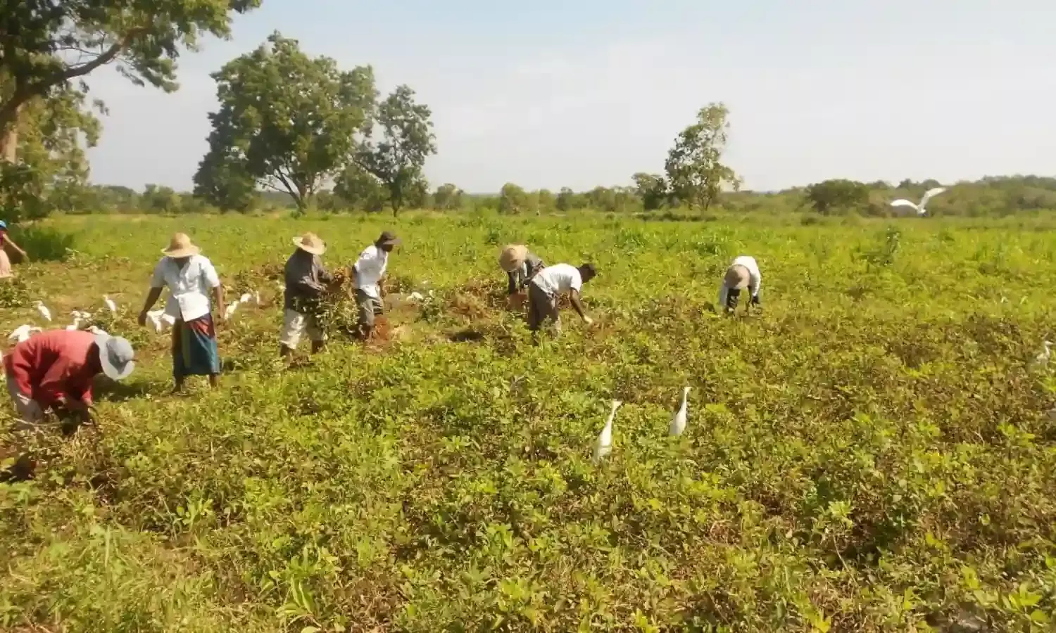 How Colonialism Crippled Sri Lankan Peasant Agriculture