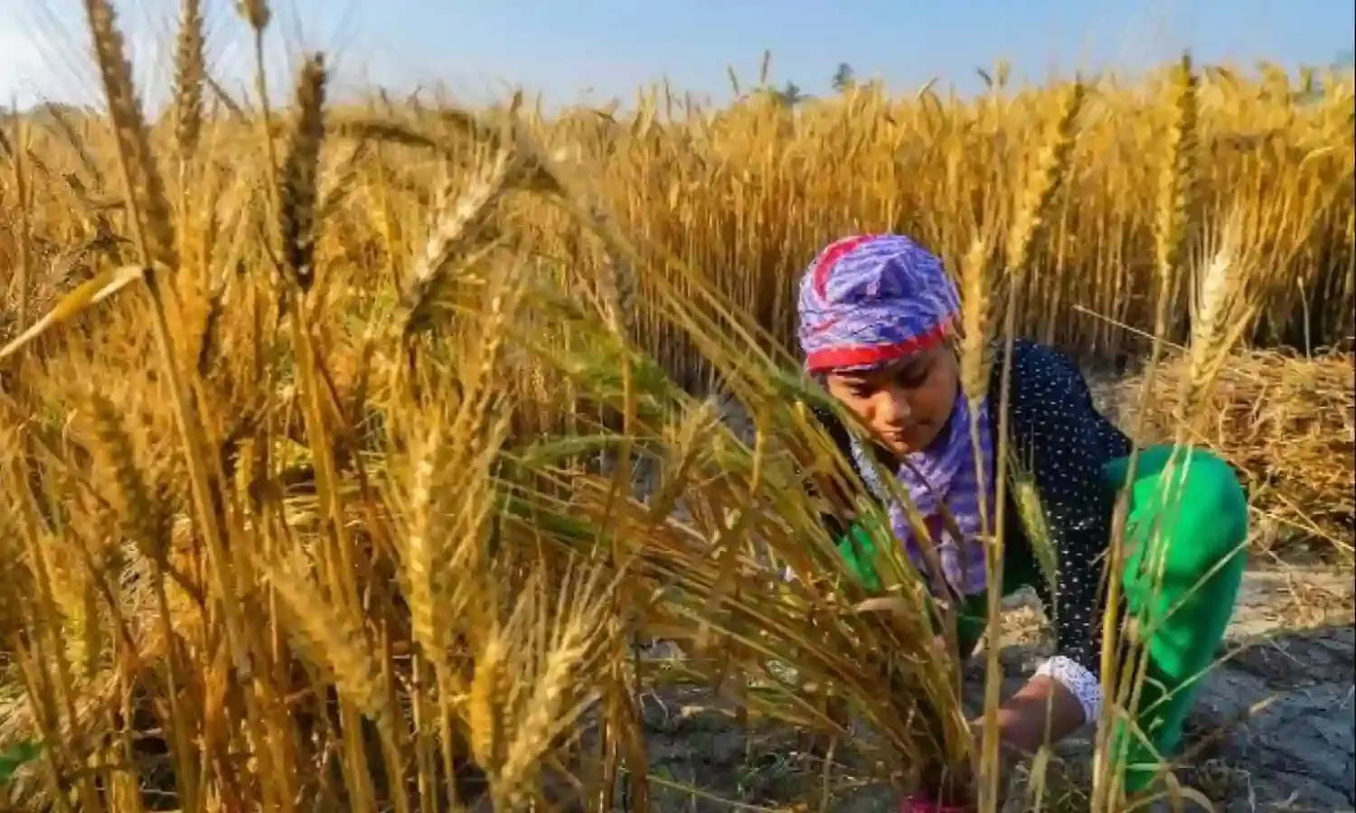 Farm Bills to Further Hit Rural Women Weighed Under High Debt and Domestic Violence in Punjab