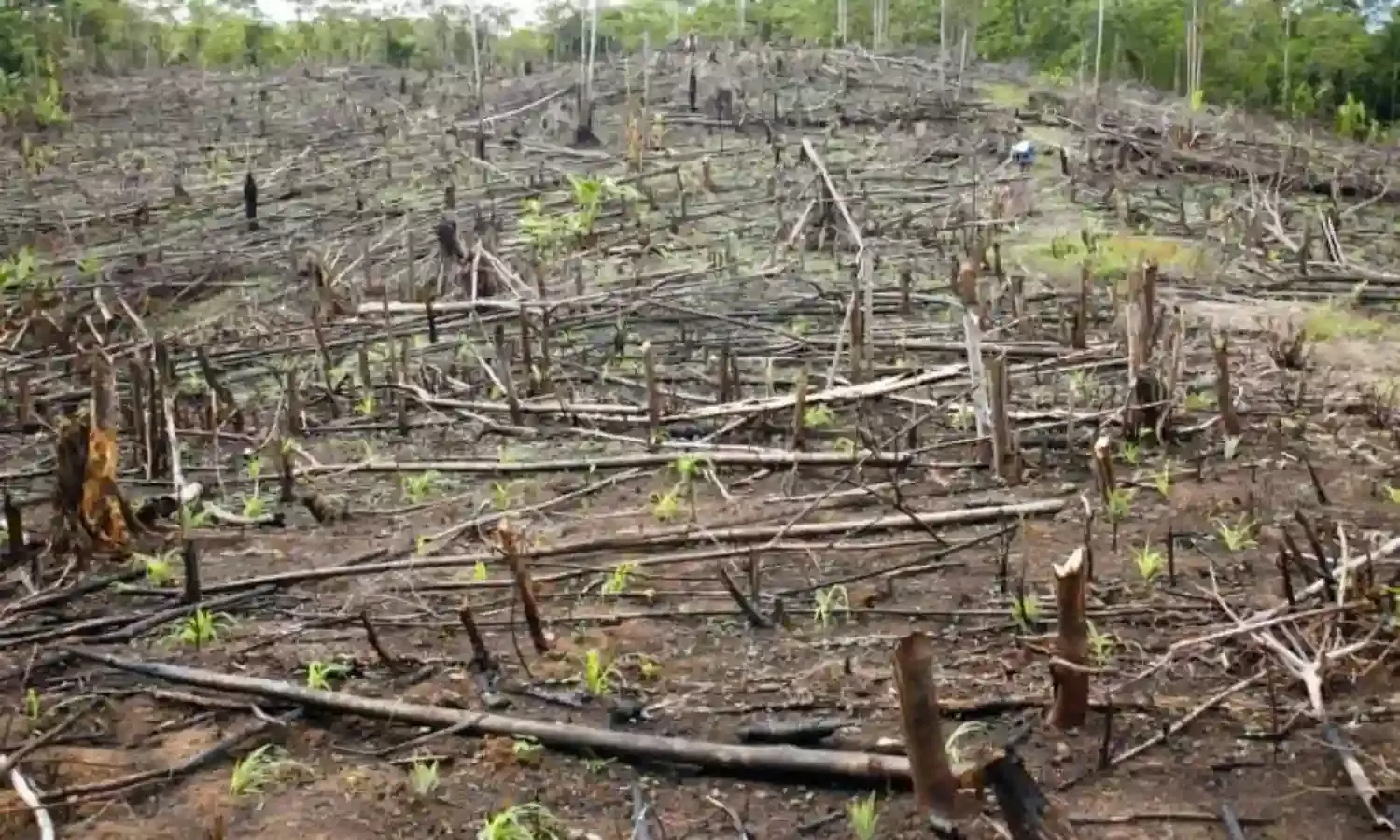 Problems with Draft EIA 2020: Violator-Friendly Says Fridays For Future India Problems with Draft EIA 2020: Violator-Friendly Says Fridays For Future India