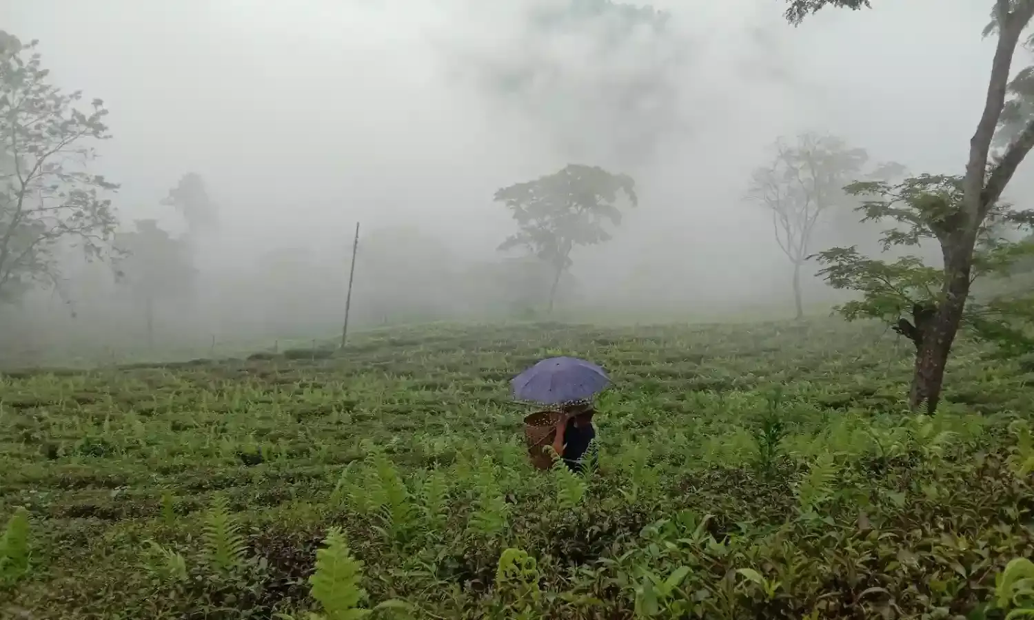 Santalachi Subba, Queen of the Hills