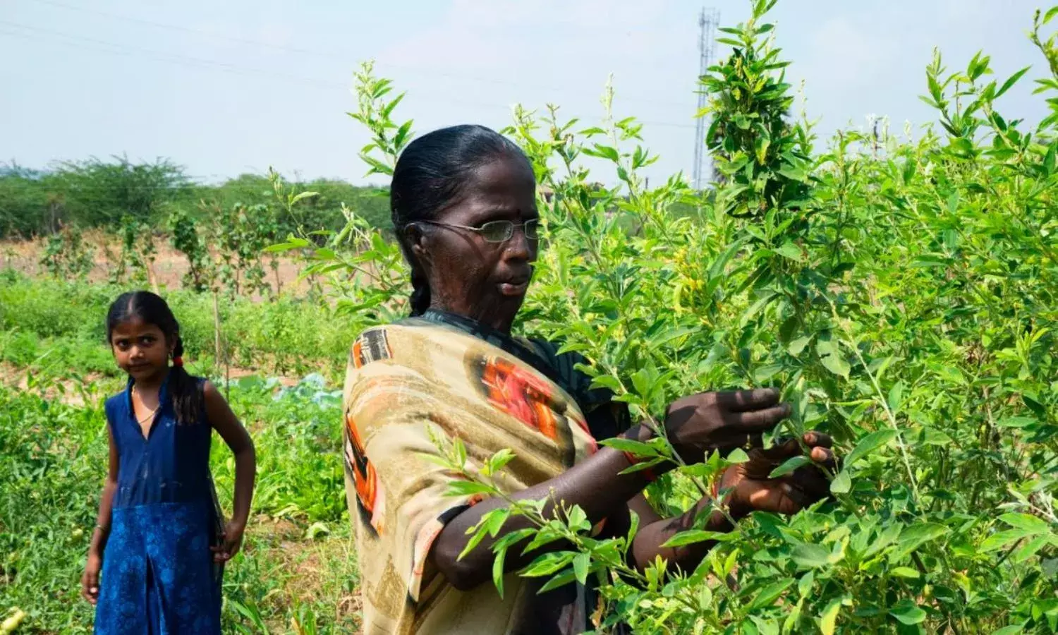 Photo essay: Women Farmers of Agroecology in A.P. and Karnataka