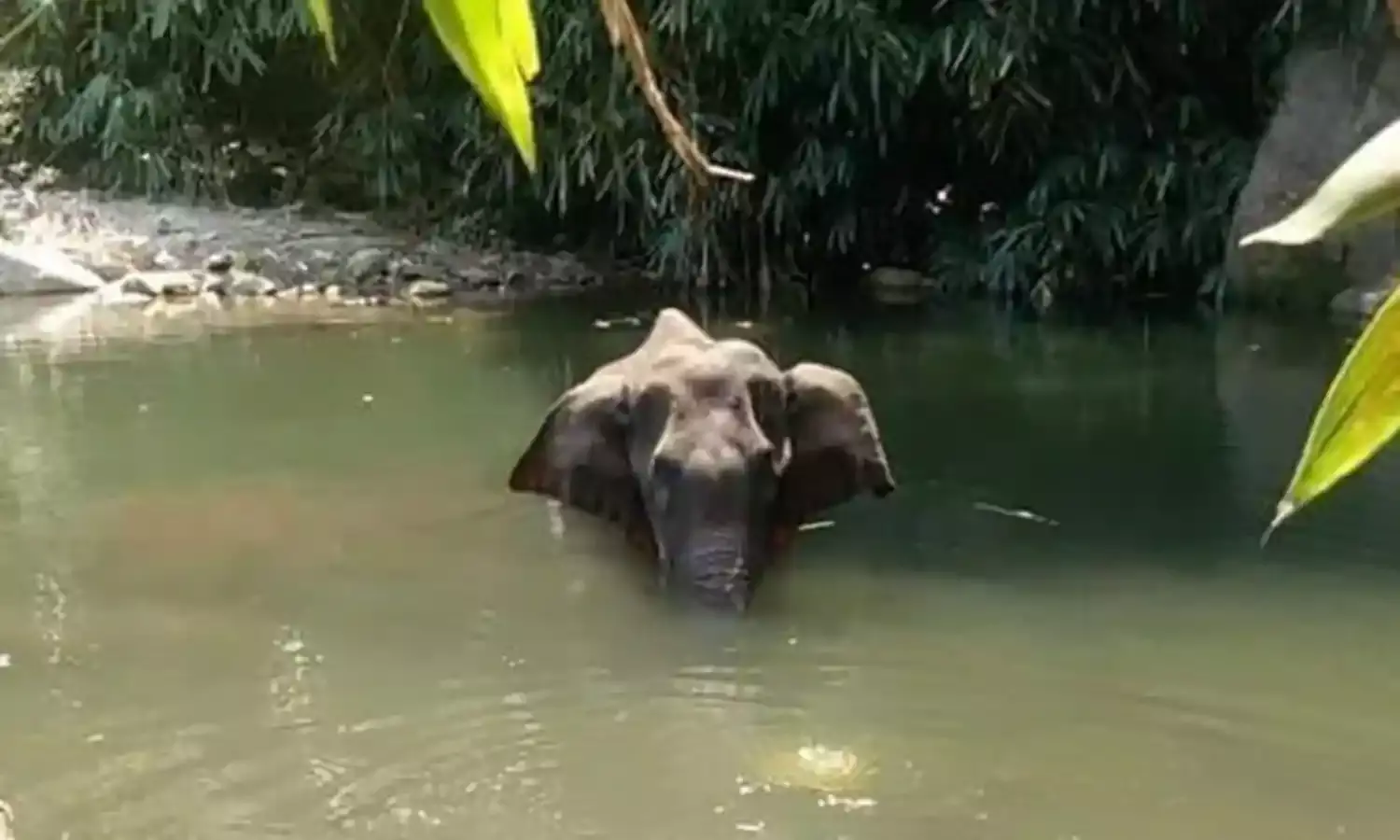 The Death of a Pregnant Elephant and the Human Conscience The Death of a Pregnant Elephant and the Human Conscience