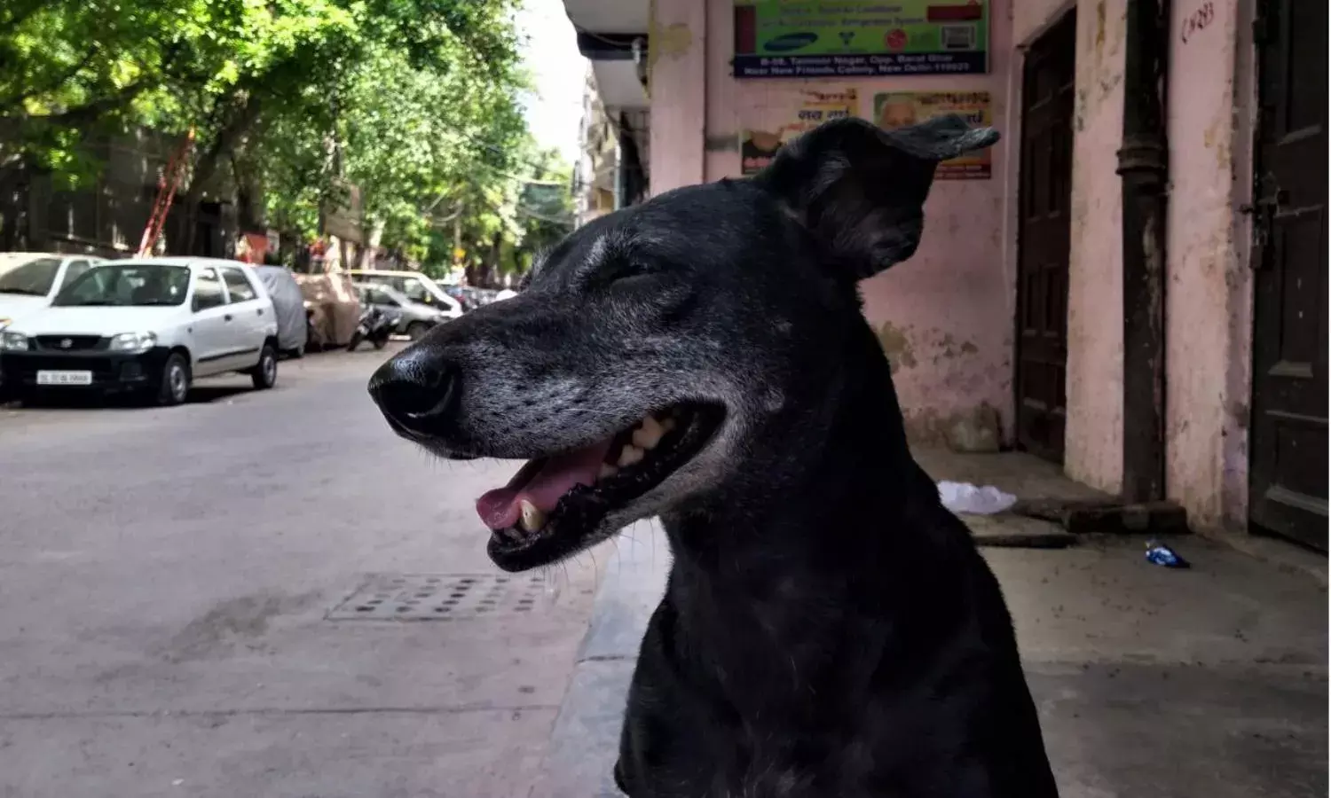 In Photos - Street Dogs, in Lockdown