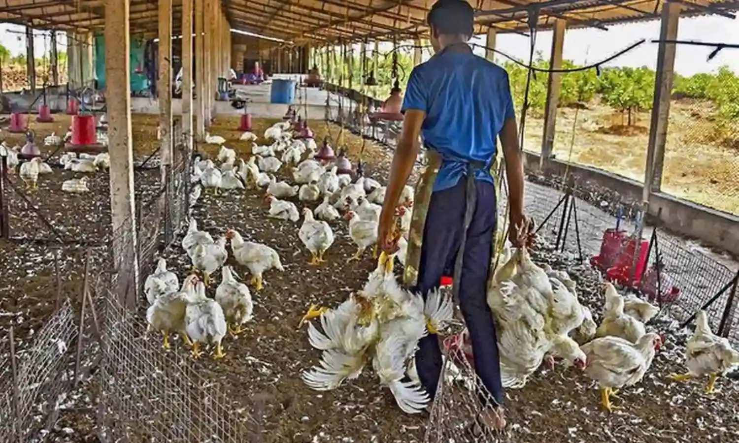 COVID19 Spells Doom for Poultry Farmers in Punjab