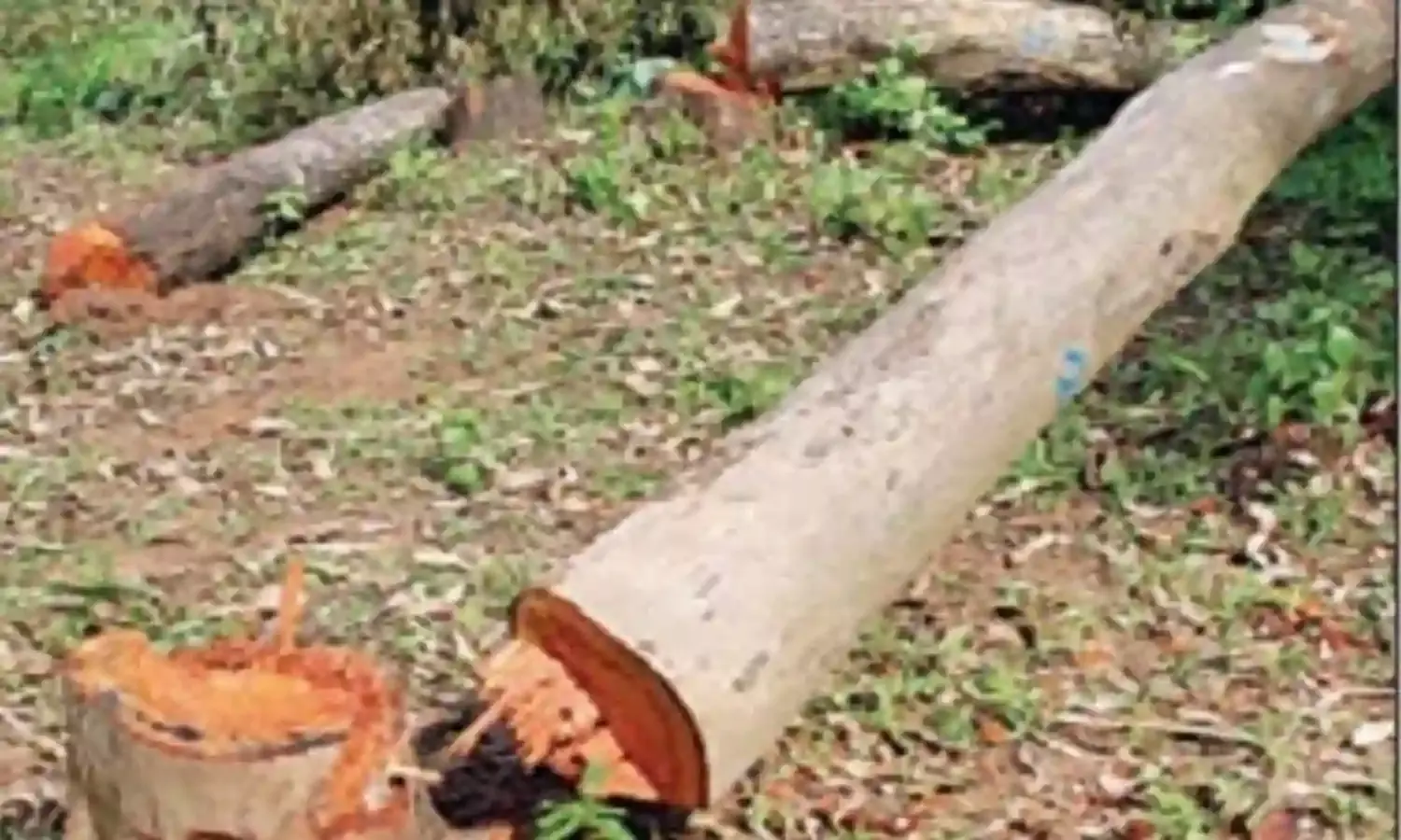 India Slides Into an Environmental Abyss India Slides Into an Environmental Abyss