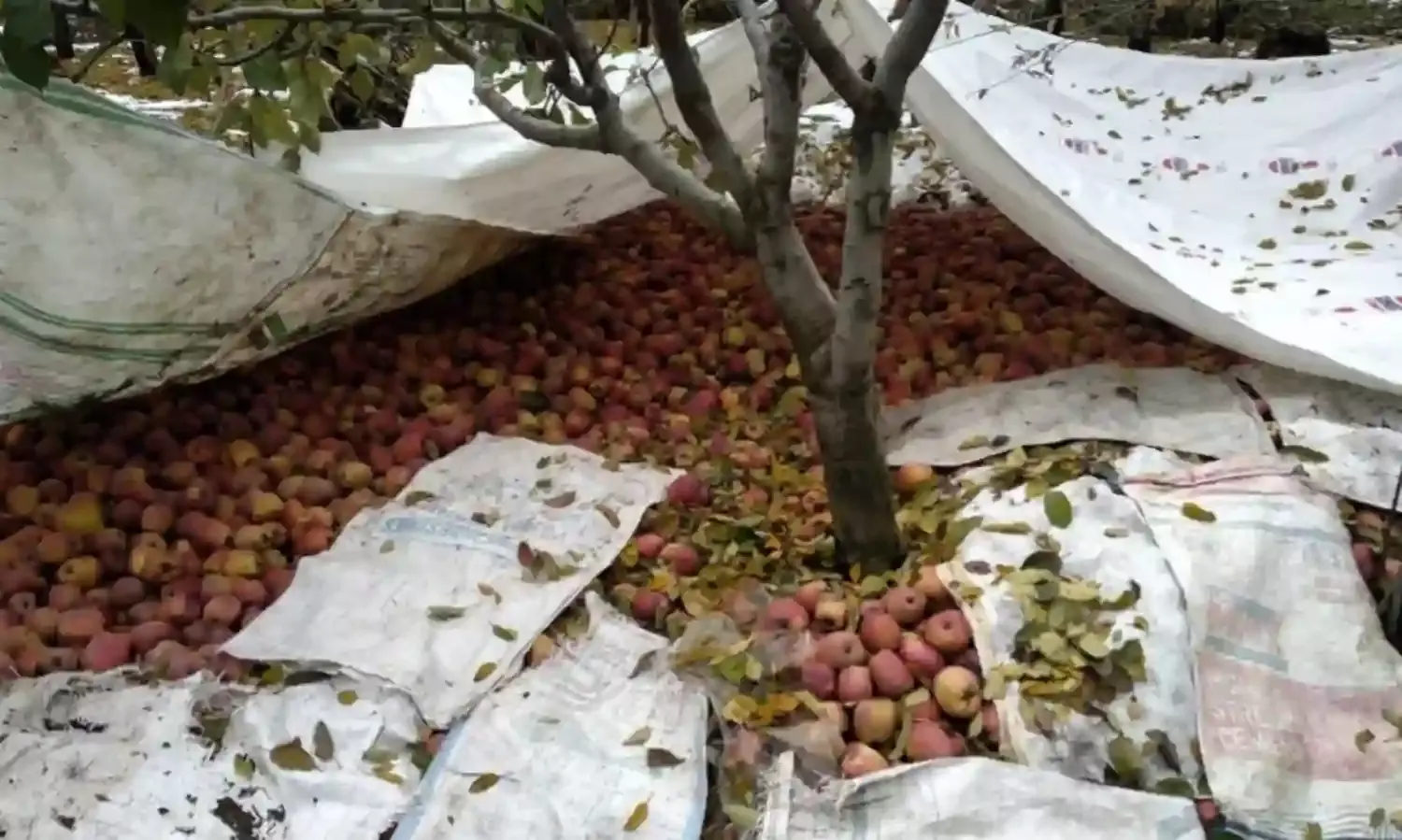 An Uncertain Future for Horticulture in Kashmir An Uncertain Future for Horticulture in Kashmir