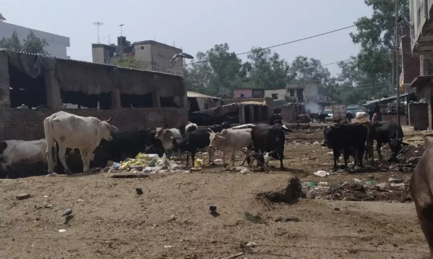 Panopticow: Delhi Government Plan to Microchip Stray Cattle Delayed