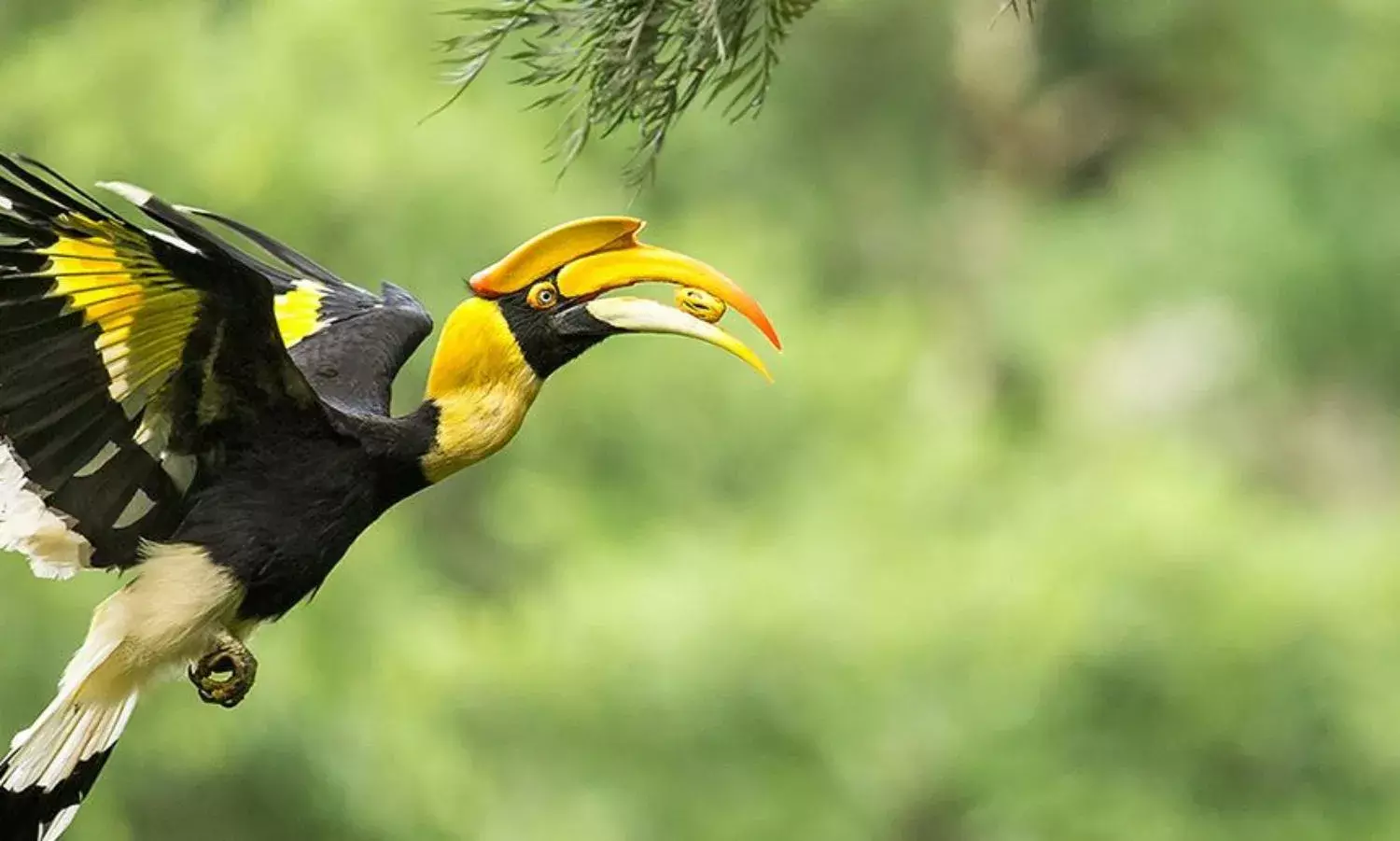 Lion Tailed Macaque, Millions of Trees Endangered for Unneeded Power in Karnataka Lion Tailed Macaque, Millions of Trees Endangered for Unneeded Power in Karnataka