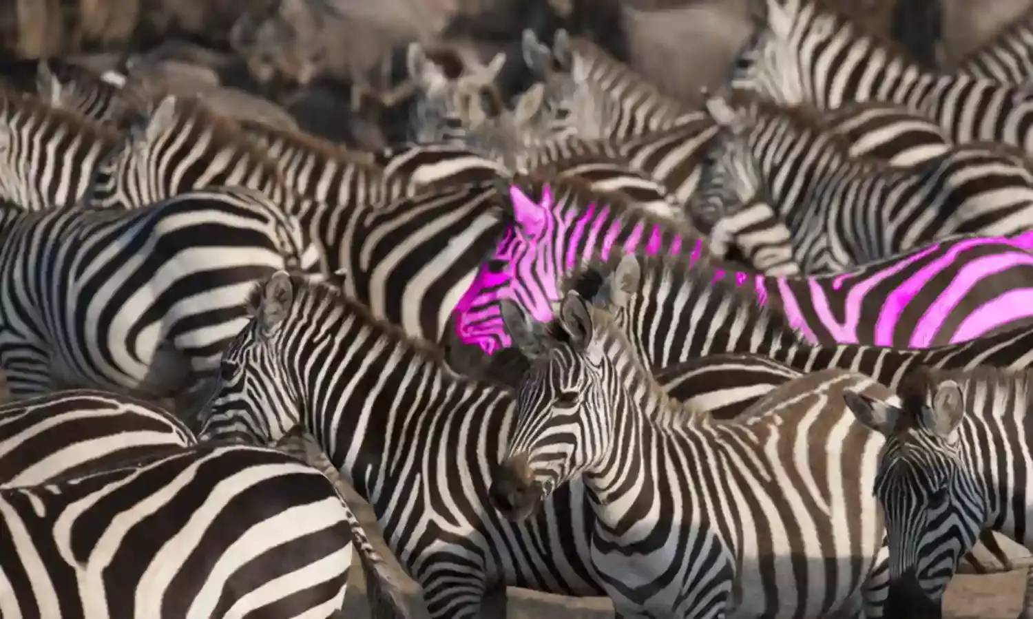 Indias WhatsApp Vigilantes: Its Not About Media Illiteracy, Researchers Say