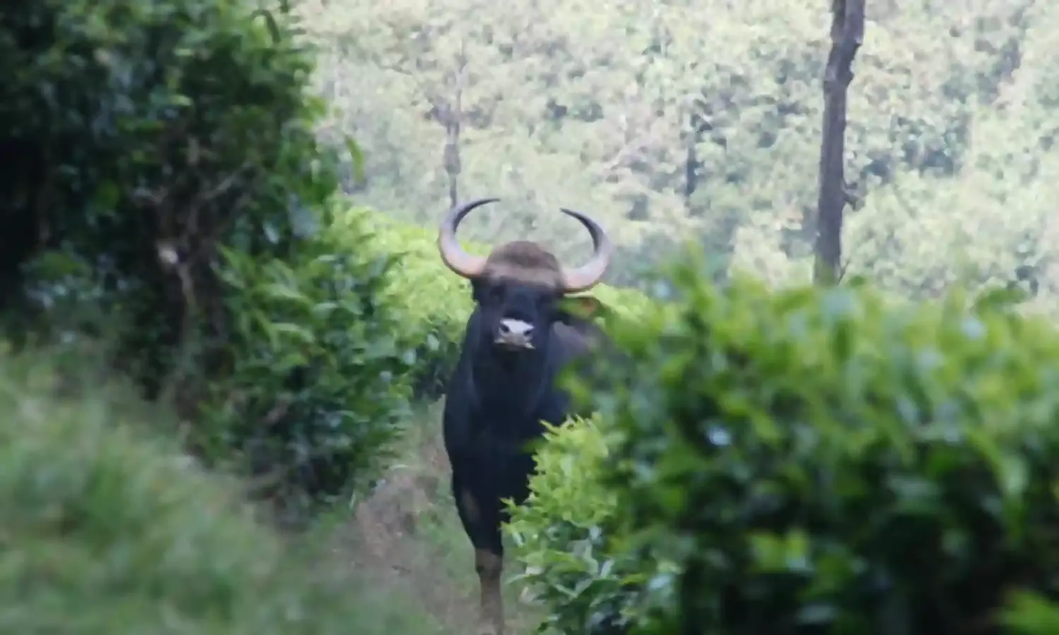 The Charge of the Gaurs