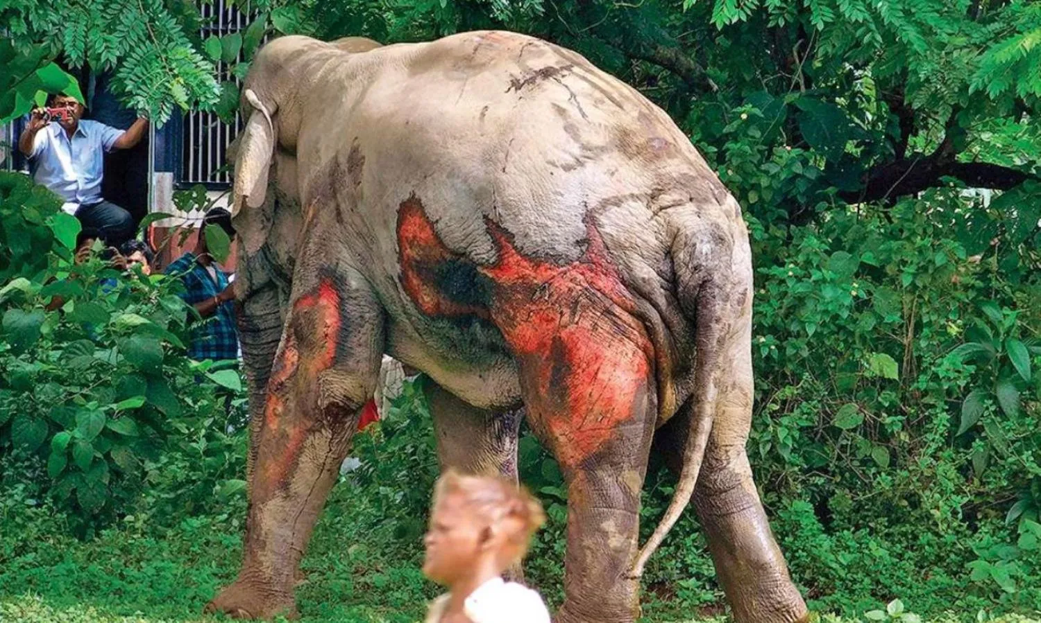 Death by the Intercity Express: Another Elephant Falls Prey to Infrastructure