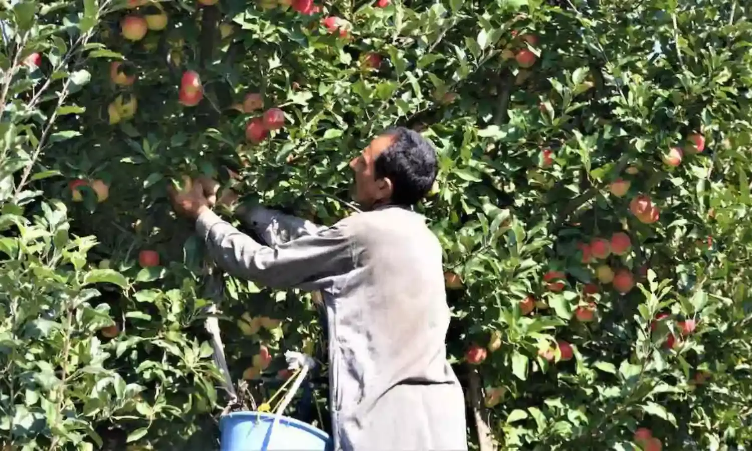 Despite Good Harvest, Farmers in Kashmir Struggle to Make a Living Despite Good Harvest, Farmers in Kashmir Struggle to Make a Living