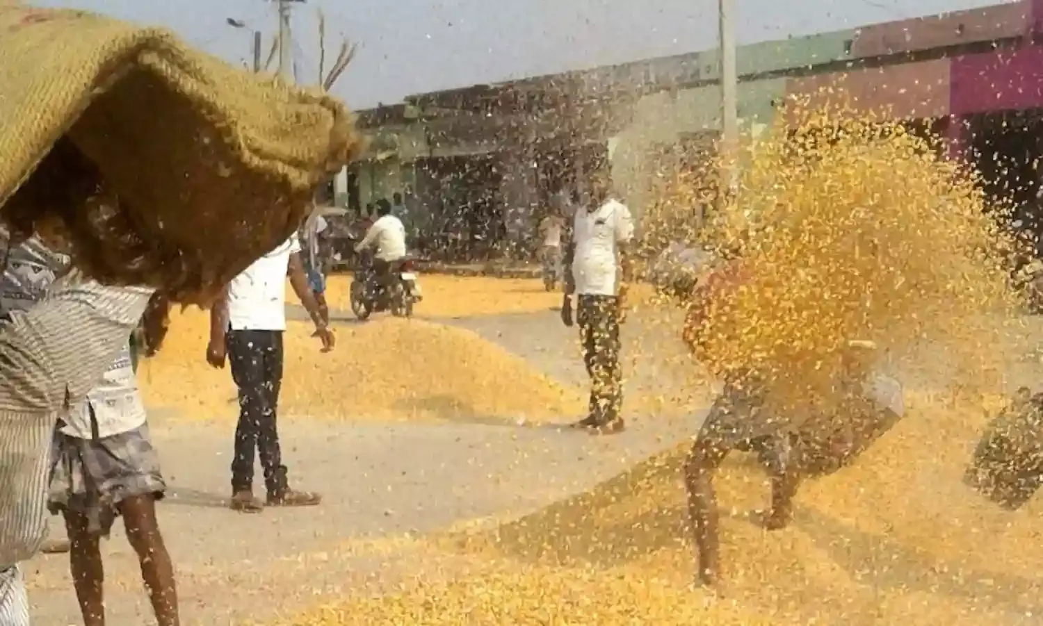 Maize loses sheen for Bihar’s farmers Maize loses sheen for Bihar’s farmers