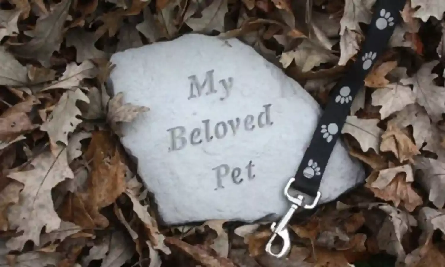 Leaving Pawprints On Our Heart