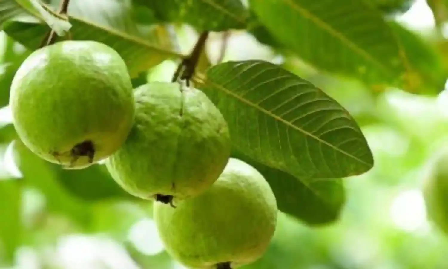 Delhi Farmers Go Organic, Watch Yields and Health Improve