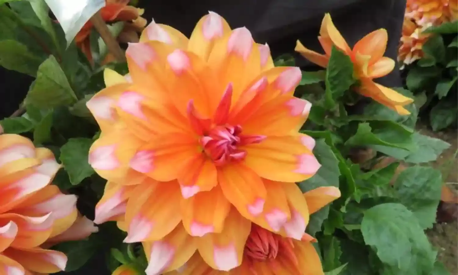 Himachal Farmers Say It With Flowers