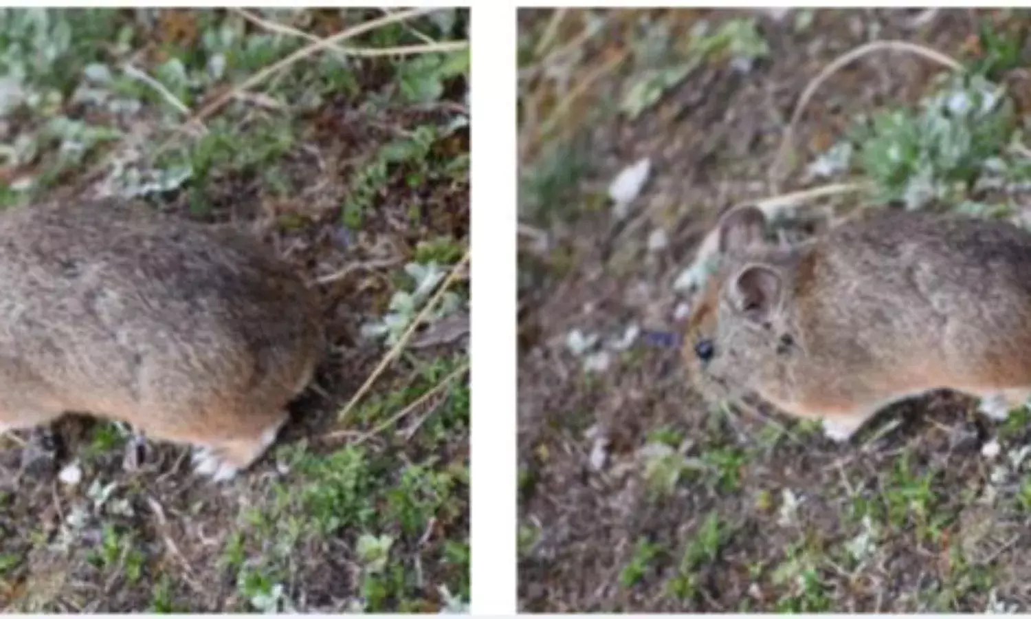 हिमालयन पिका उर्फ रुंडा खतरे में