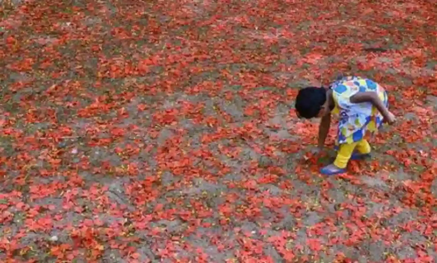 Hope Amid Gulmohar Petals