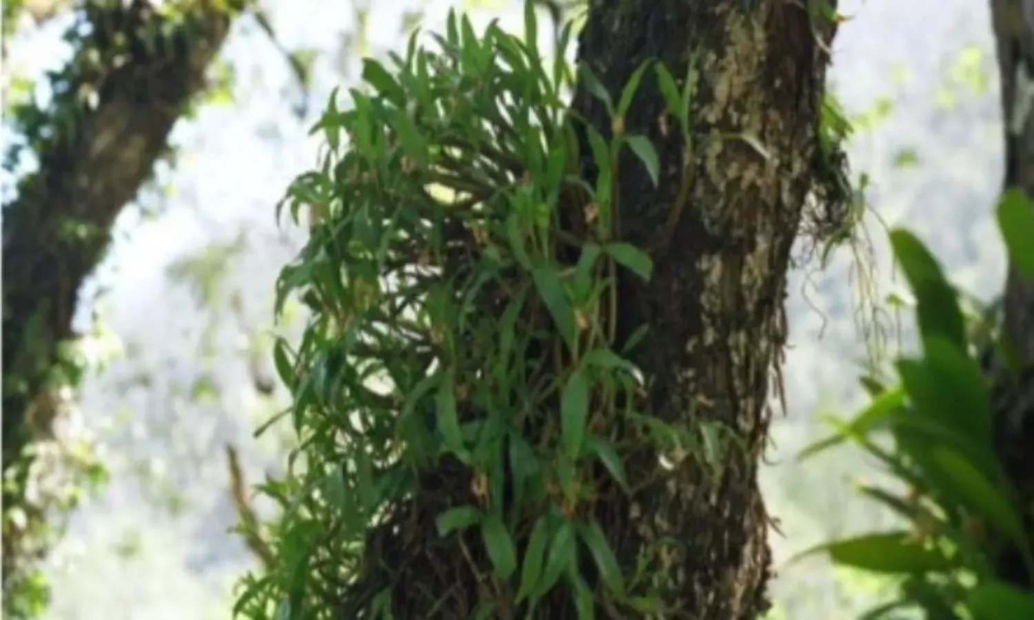 उतराखंड में भालू का केला खतरे में