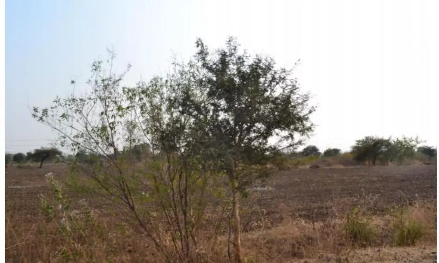 On the Ground in Vidarbha, Where Farmers and Officials Have Two Tales to Tell On the Ground in Vidarbha, Where Farmers and Officials Have Two Tales to Tell