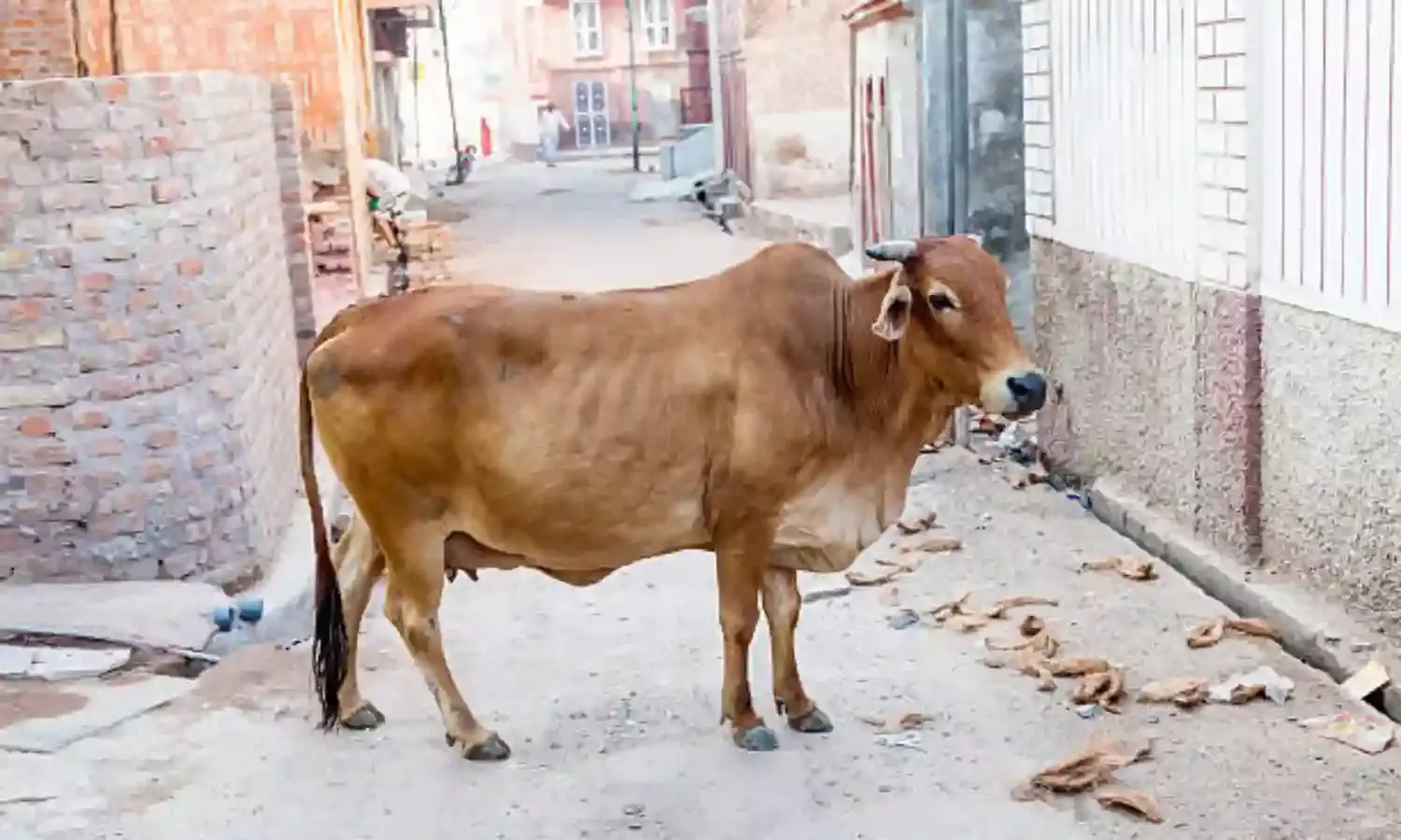 क्या गाय पश्चिमी उत्तर प्रदेश में भाजपा के वोट खा रही है?