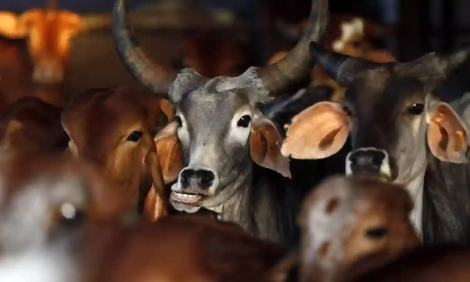 गौरक्षा के ठेकेदारों की अनदेखी गौरक्षा के ठेकेदारों की अनदेखी