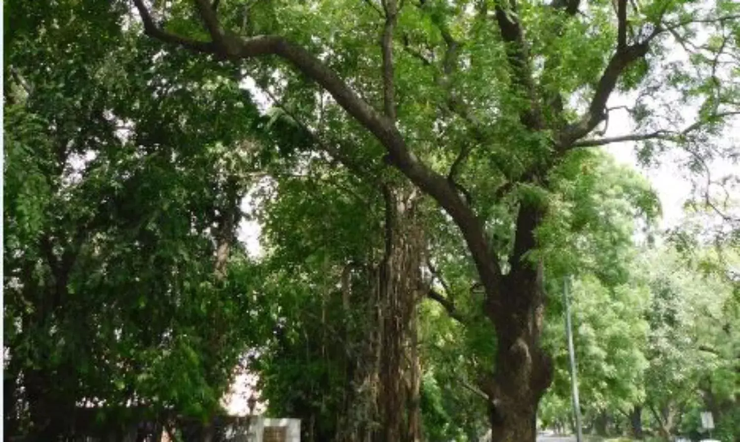 हरा भरा माहौल तनाव मुक्त करता है