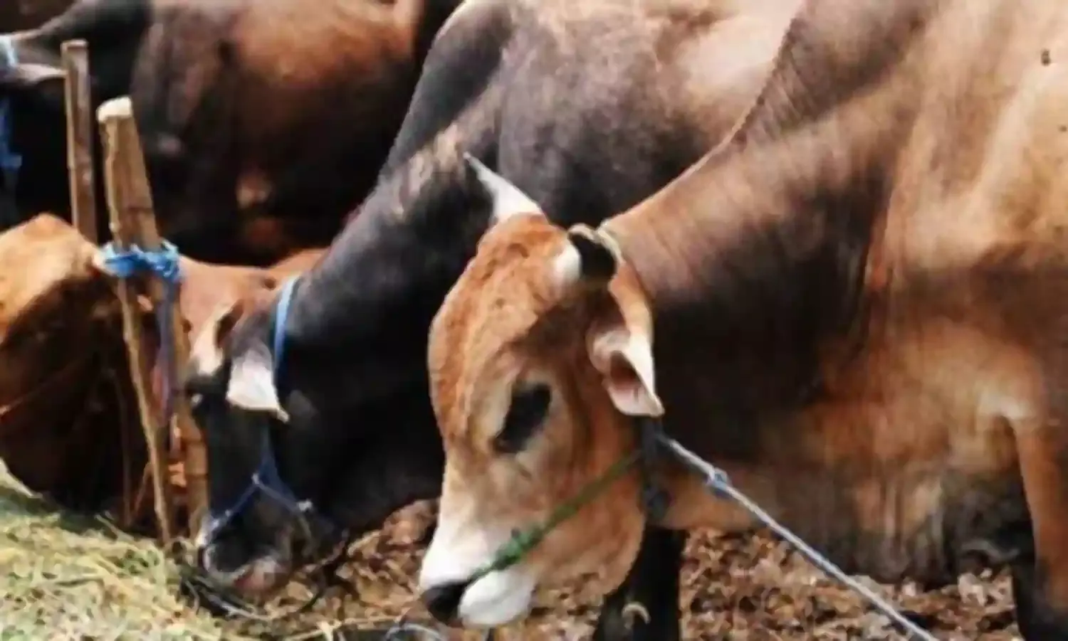 “गौ – रक्षकों” की भीड़ ने ली अब अकबर खान की जान