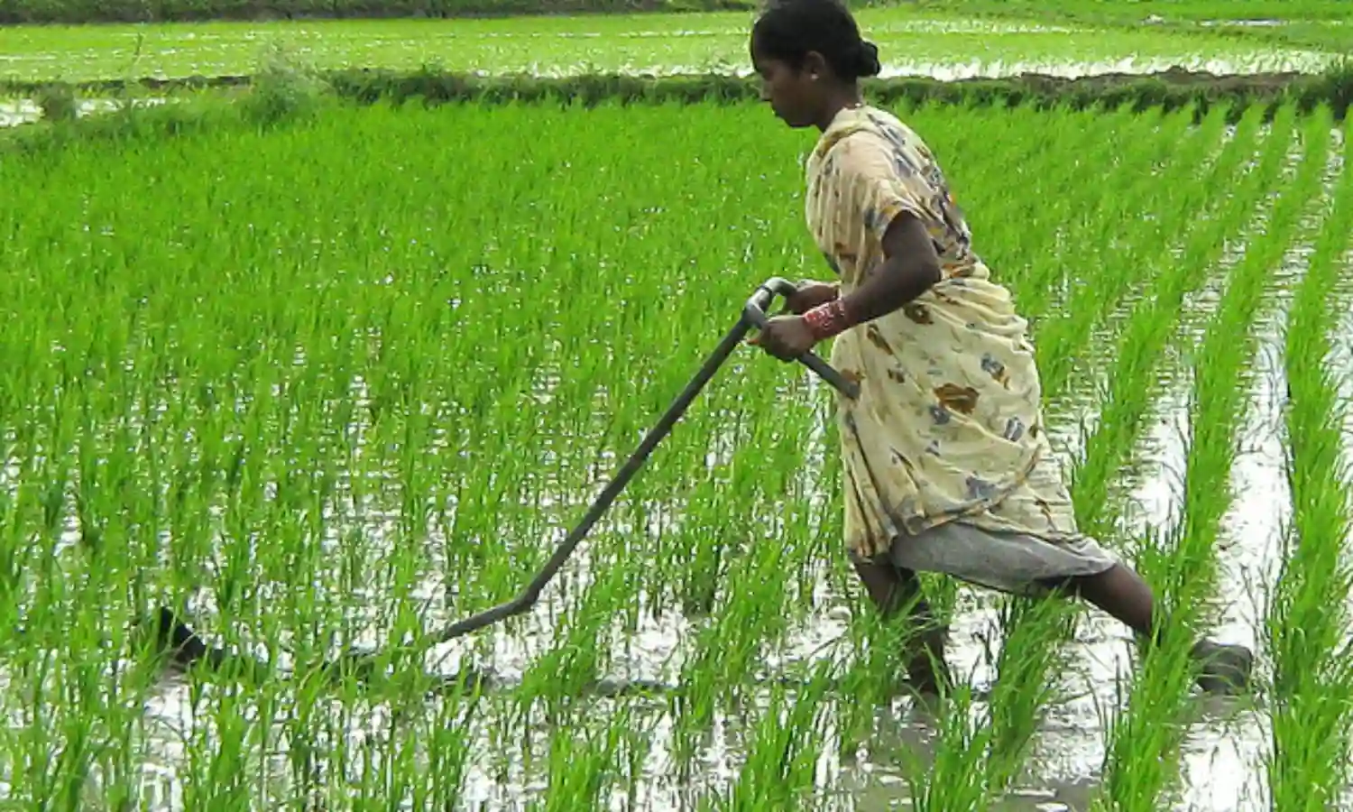 गेहूं और चावल से न पानी बचेगा और न पोषण मिलेगा