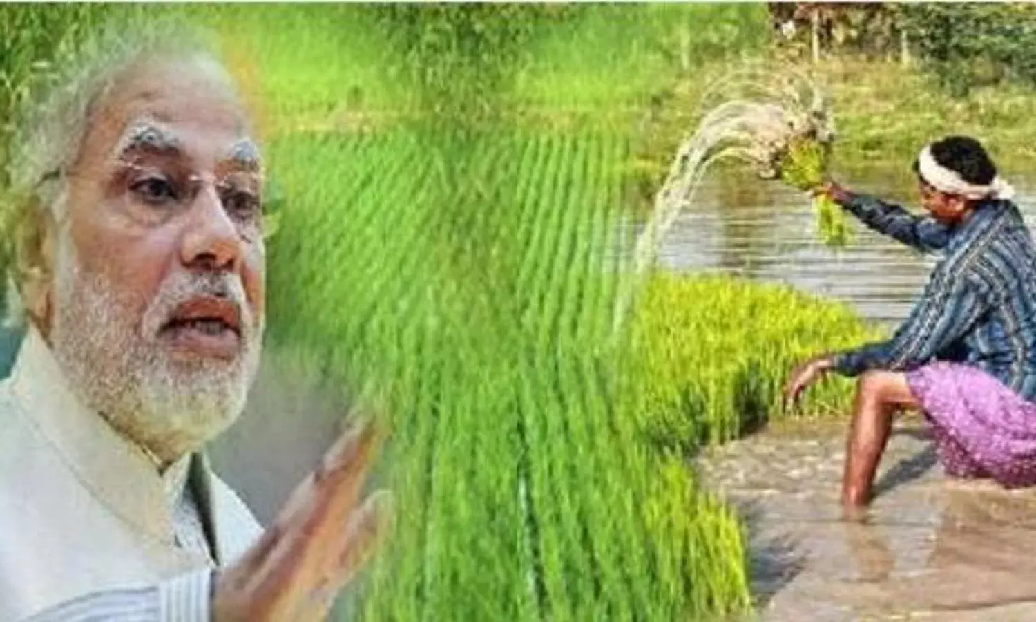 प्रधानमंत्री फसल बीमा योजना में लूट प्रधानमंत्री फसल बीमा योजना में लूट