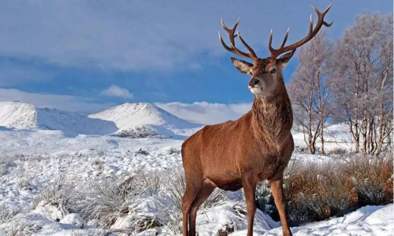 The Struggle of Survival for Hangul in Kashmir The Struggle of Survival for Hangul in Kashmir