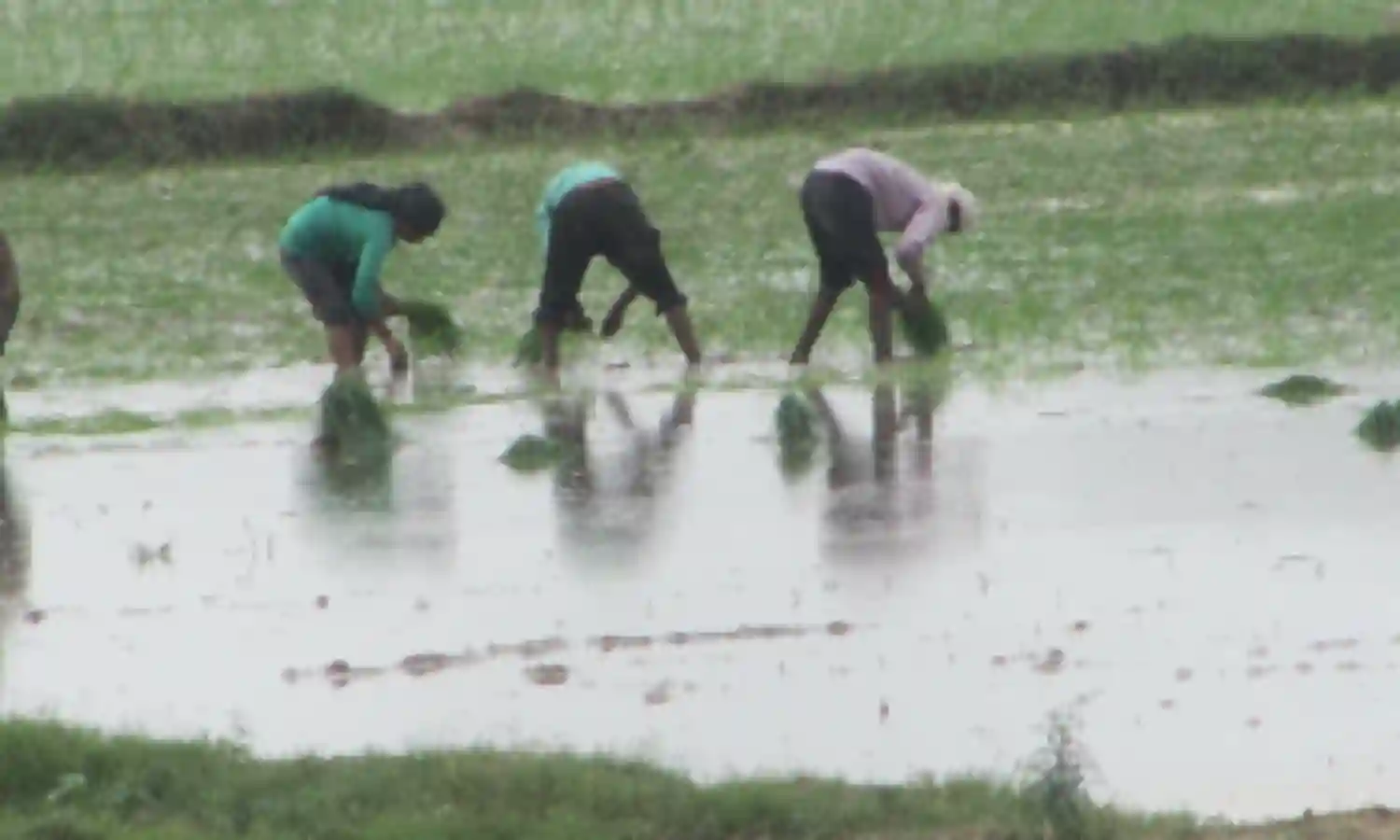 गेहूं और चावल का मनोविज्ञान