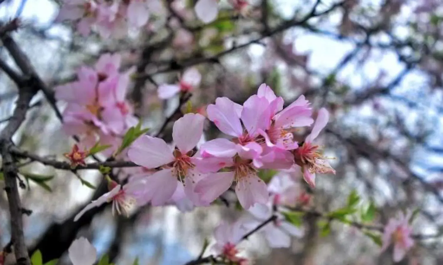 In Photos: Almond Bloom At Badam Vaer in Srinagar