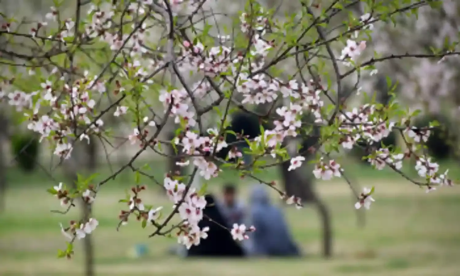 Meanwhile... Kashmir Blooms​!
