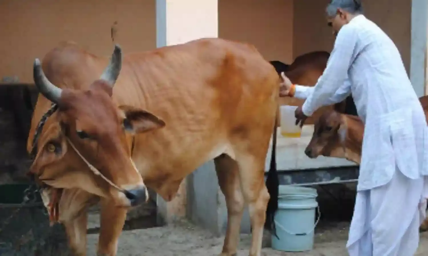 And Now, UP Govt Plans To Package And Sell Cow Urine As A Health Drink