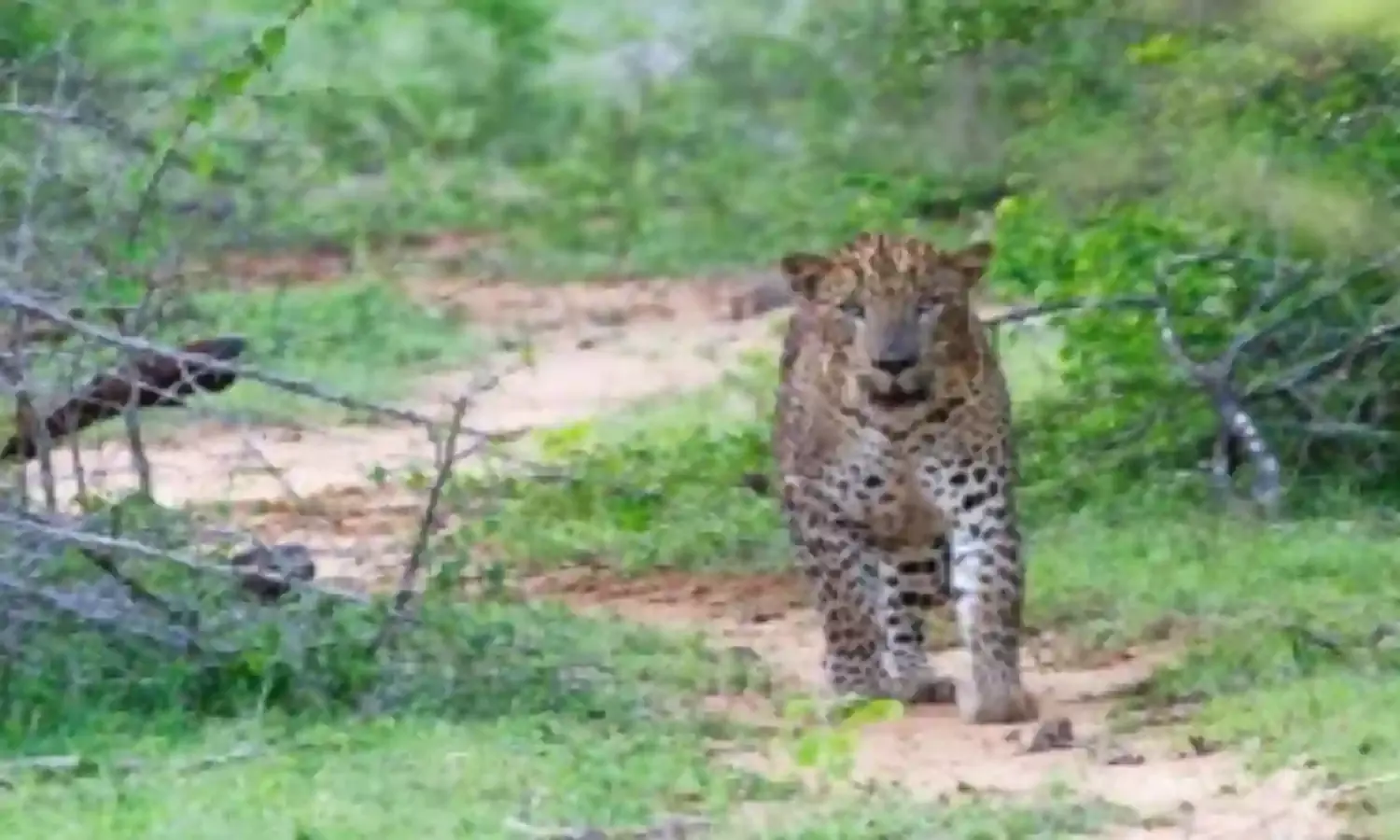 Yala, Leopard Paradise! Yala, Leopard Paradise!