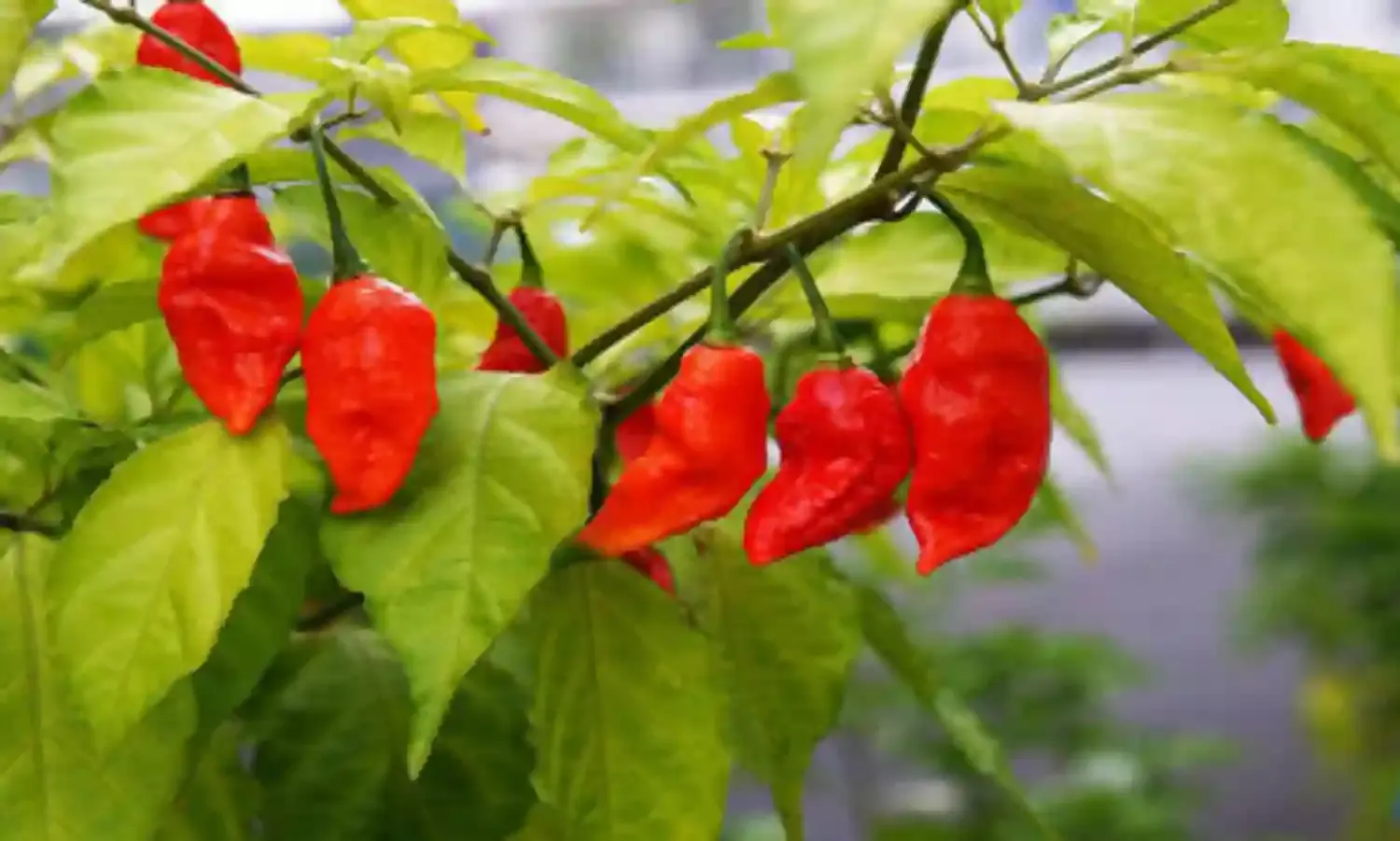 Now That’s “Hot, Hot, Hot”!!