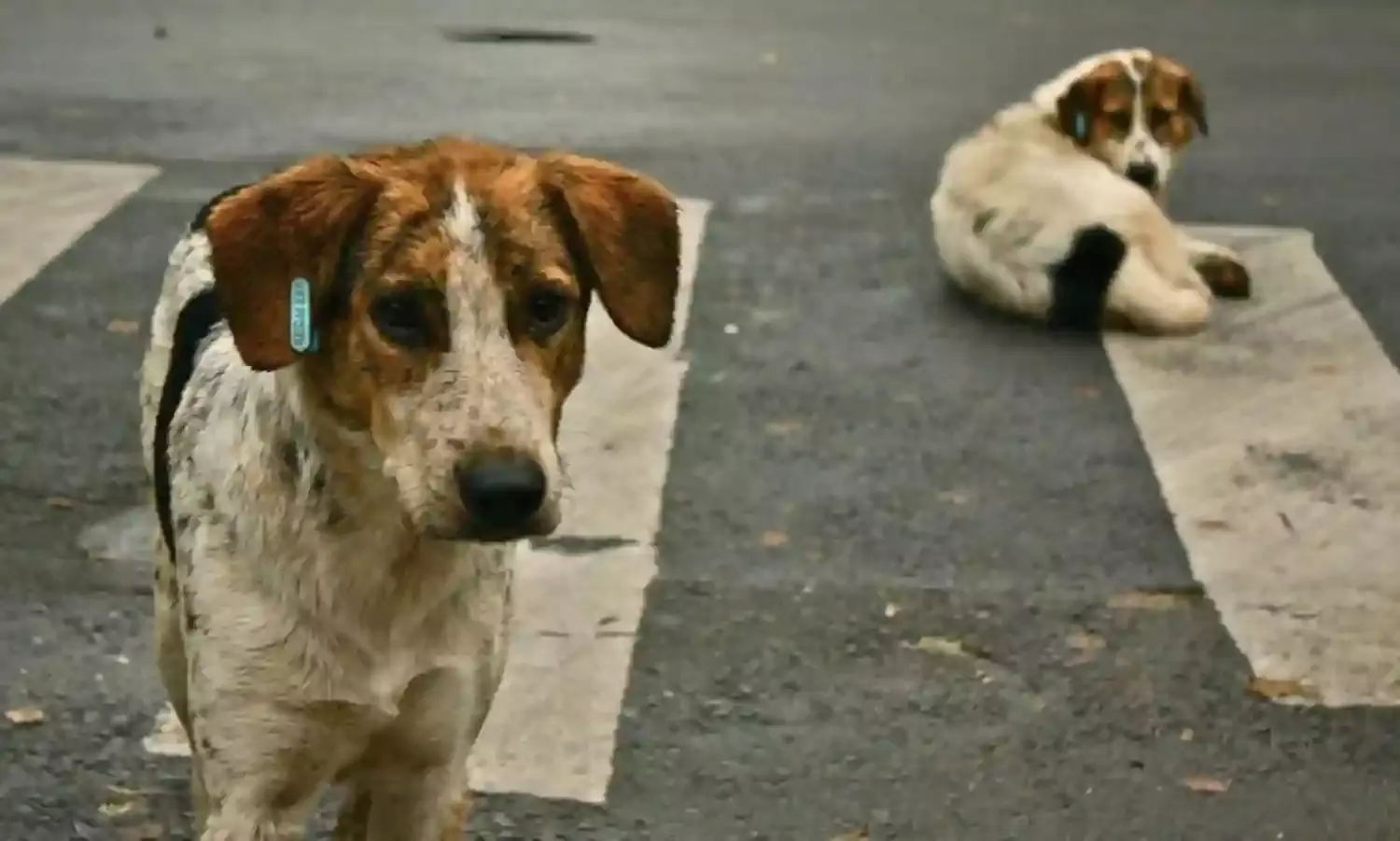 Authorities In Hyderabad Are Reportedly Poisoning Stray Dogs Ahead Of Ivanka Trump Visit