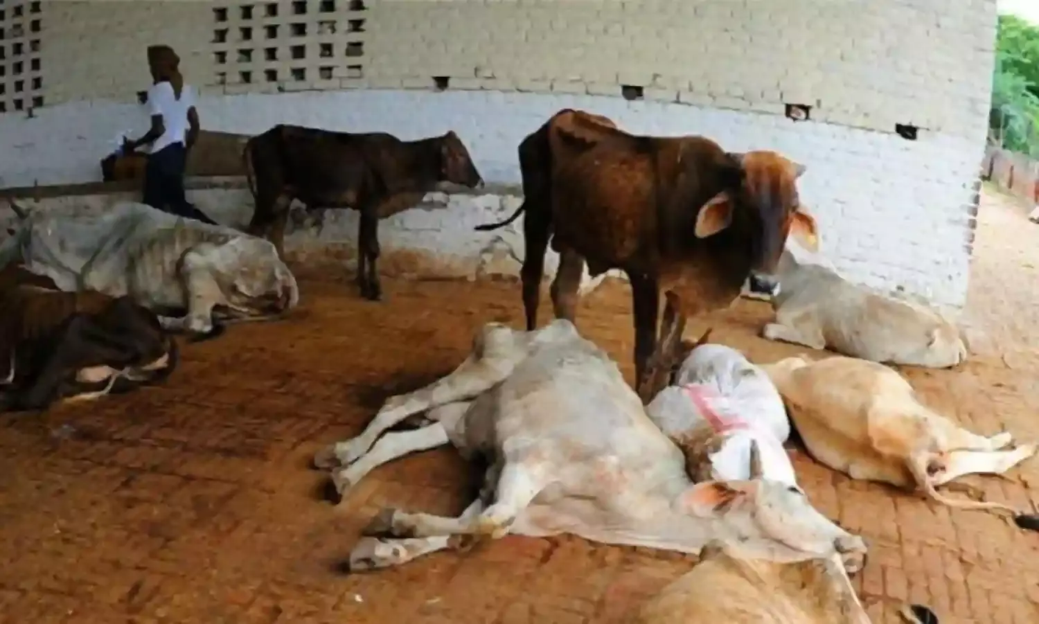 Why Dont They Pass a Law that Muslims Can No Longer Rear Cows?: A Voice of Anguish