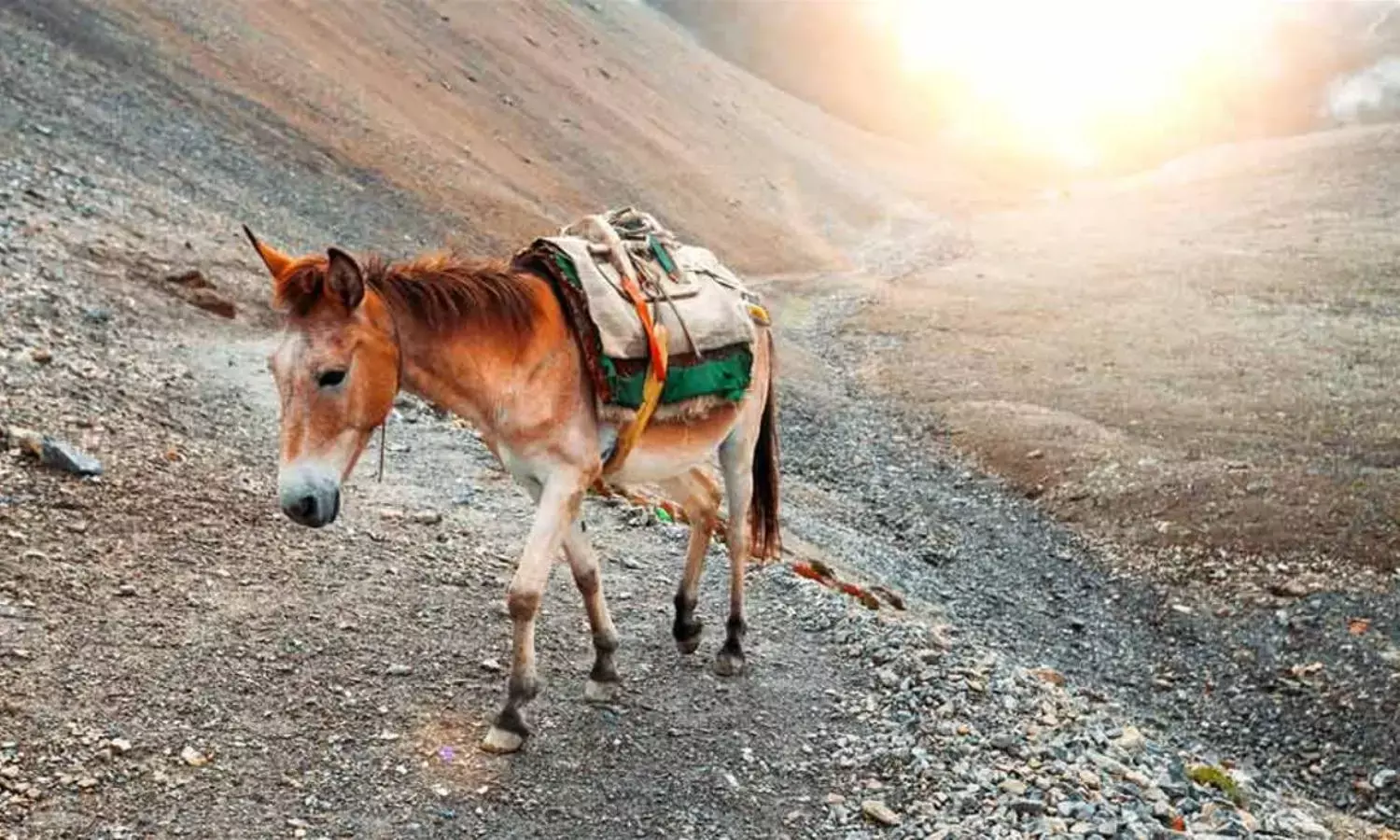 Donkeys Suffer So Much, Need Better Care